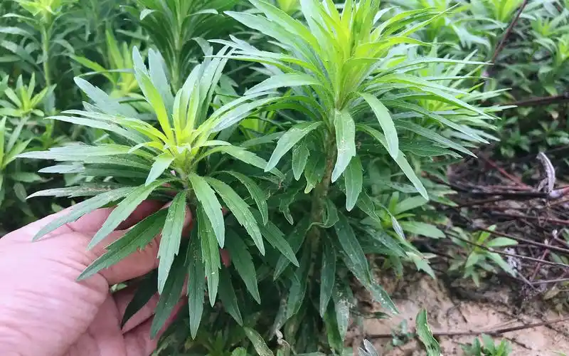 常见的飞蓬草煮水好多人不知它是宝到底有啥用途