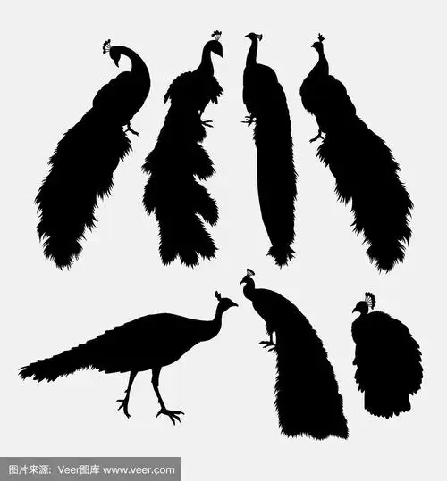 孔雀鸟动物剪影