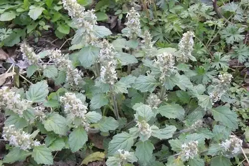 【一日一味药 一日一芳香】水上森林中草药资源之——白毛夏枯草