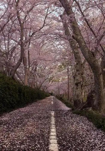 日本东京樱花盛开带你足不出户赏樱花