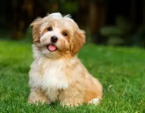 有趣讨喜的宠物狗可爱名字大全做快乐的开心果