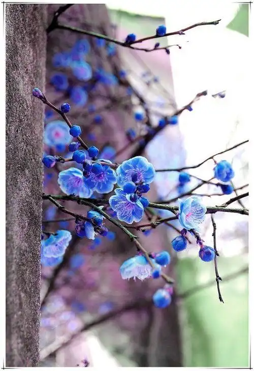 傲霜斗雪==梅花