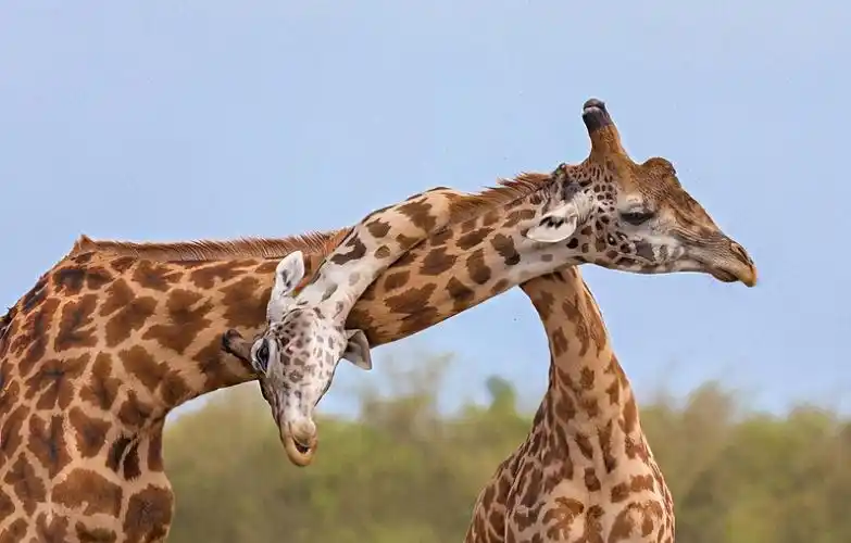 为什么长颈鹿的脖子比人灵活为什么长颈鹿脖子长