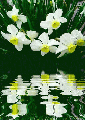 动态花卉欣赏(四)