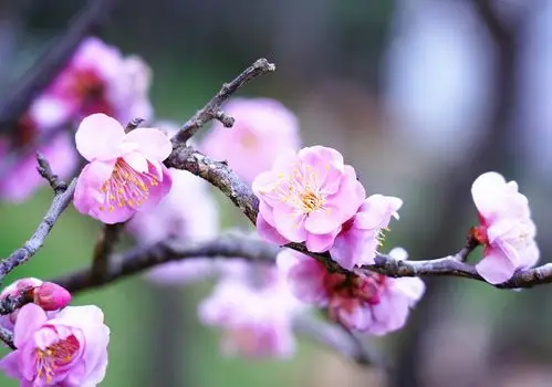 梅花图,迎新年!