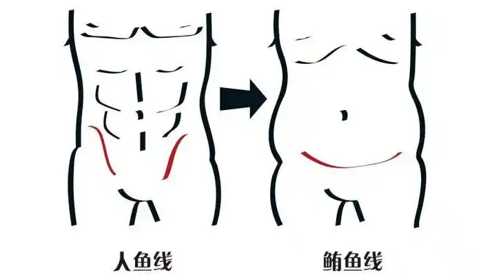 人鱼线马甲线区别(人鱼线是不是马甲线)