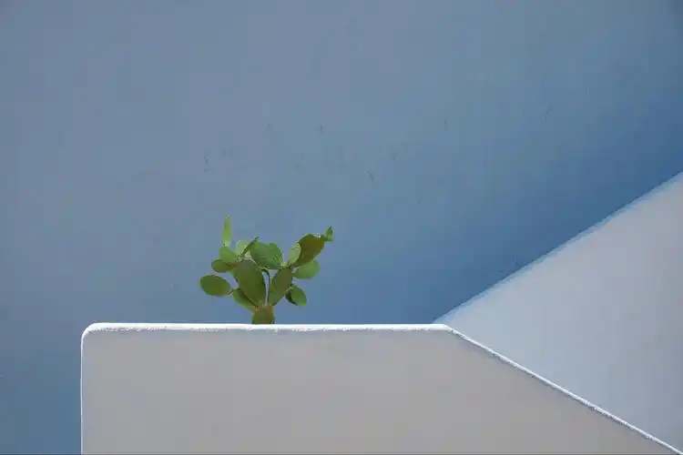 ins风简约清新仙人掌