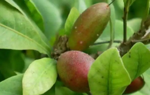 黄连果是什么样子