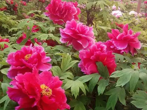 第三十七届中国洛阳牡丹花会游王城公园