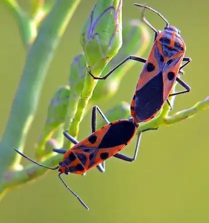 红长蝽给你参考参考