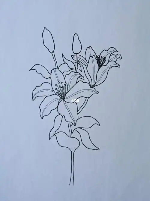 临摹百合花,我画的不好#绘画  #百合  #插画  #临摹