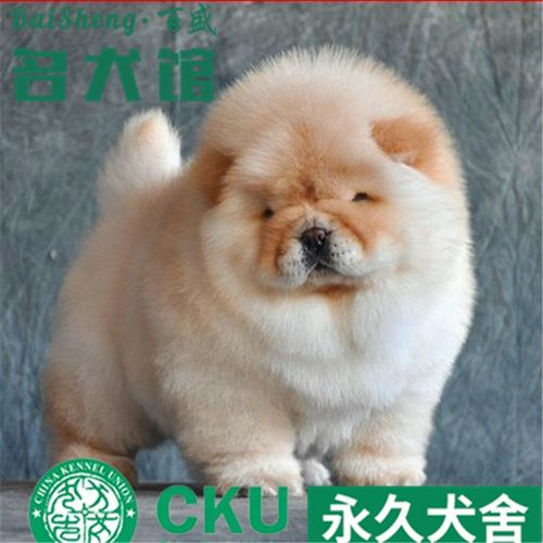 别态萌出售松狮犬幼犬 纯种松狮幼犬家养活体宠物狗狗伴侣犬 sss级