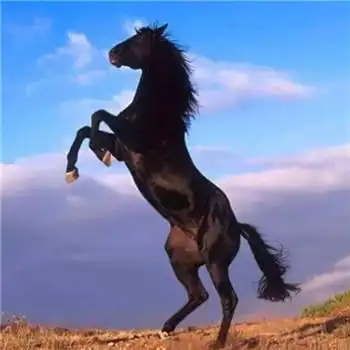 马头像图片大全,高清最漂亮的马微信头像_动物头像_头像屋