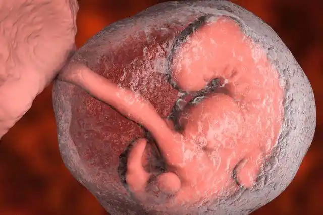 羊水为什么叫羊水和羊有关系吗有什么作用呢