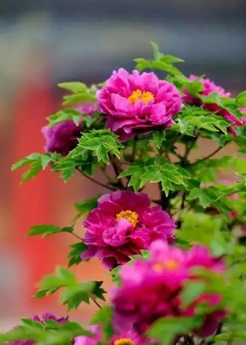 640_898竖版 竖屏