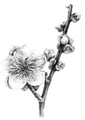 梅花素描画法