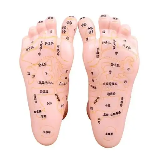 从脚底看器官健康