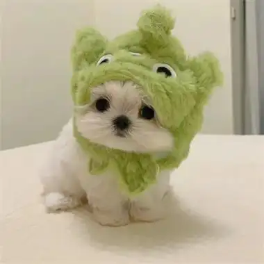 高清可爱的萌宠情头一左一右 2023最新微信小动物情侣头像图片_情侣