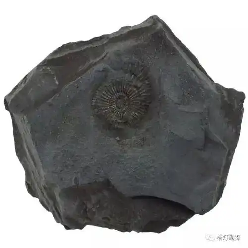 灰岩47砾岩46砾岩45砾岩44砾岩团块43沥青42无烟煤41燧石40燧石39白垩