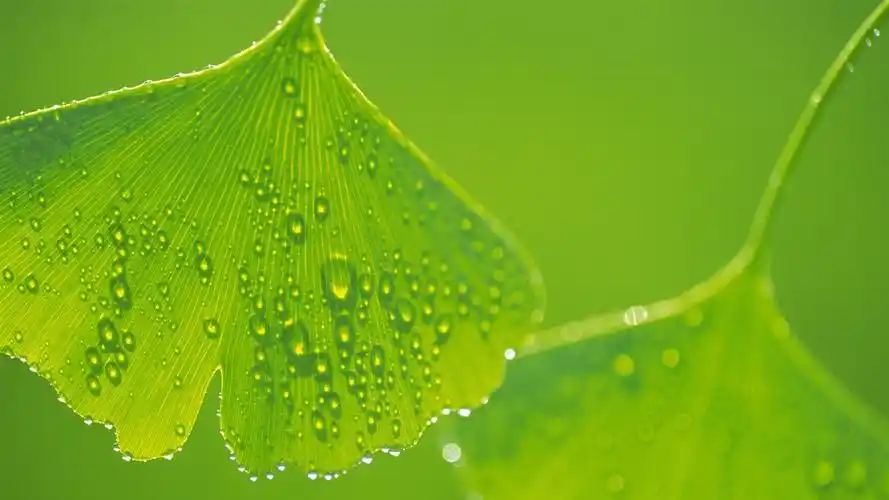 绿色小清新 护眼壁纸19.jpg