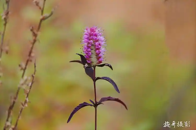 鲁班造锯的植物——海州香薷