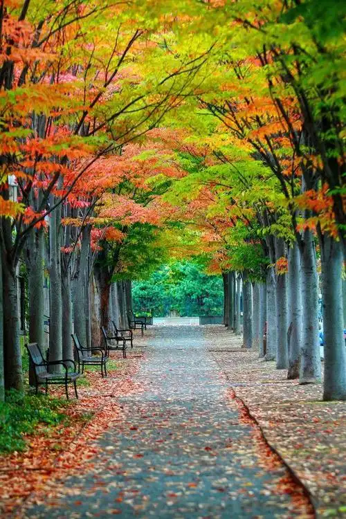 秋天铺满落叶的小道 唯美意境