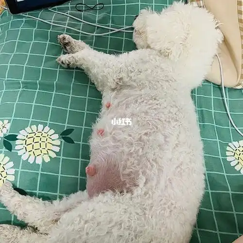 比熊怀孕46天啦