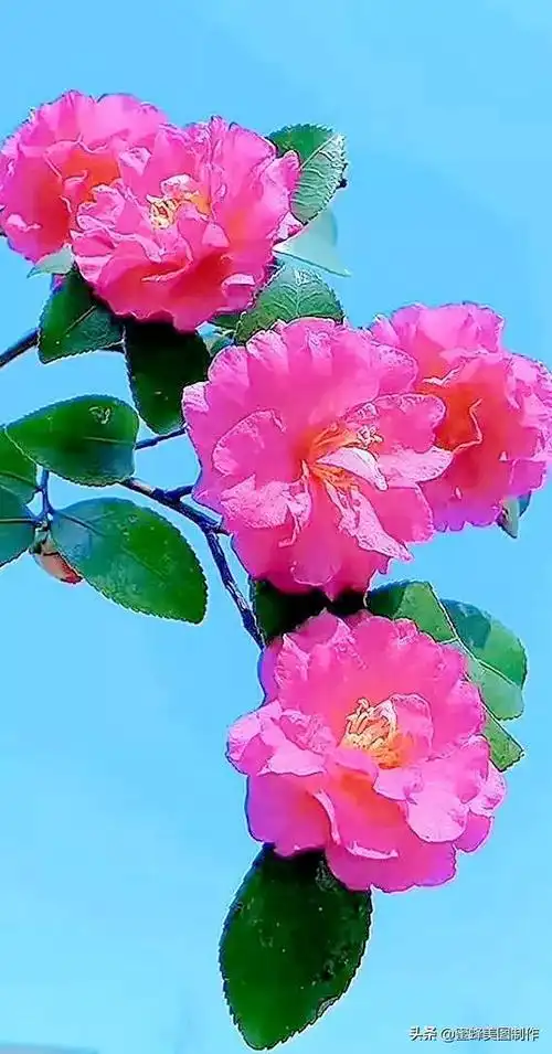 花草图片,一花一世界(花草图片自然风景)