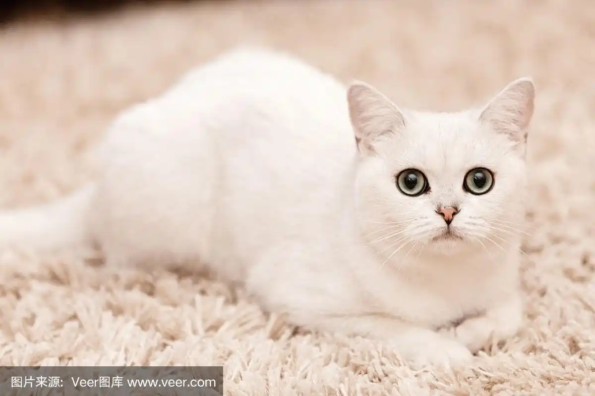 一只蓝眼睛的白色波斯猫躺在家里的白地毯上