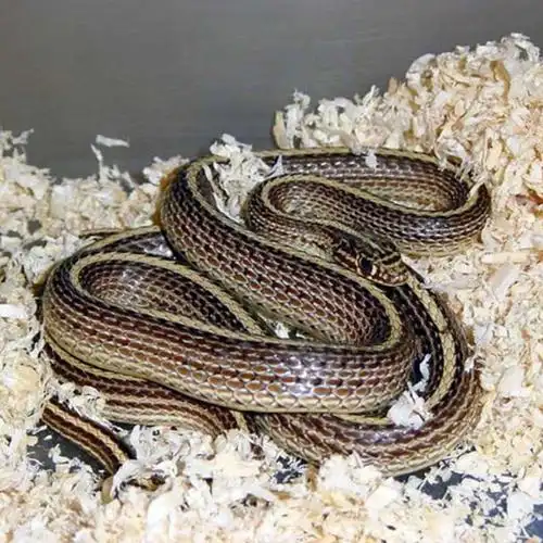 白线蛇-中草药-中医馆【独尊健康中医大数据系统】