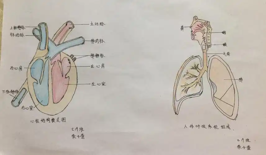 呼吸系统的结构与新冠肺炎的防控密切相关.