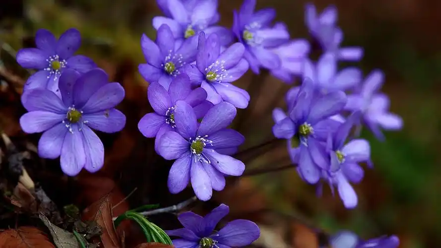 壁纸 春天,蓝紫色的花朵 1920x1200 hd 高清壁纸, 图片, 照片