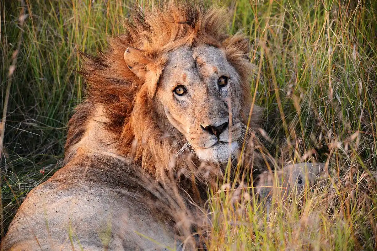 狮子,被誉为"草原之王",是一种肌肉发达且充满力量感的动物.