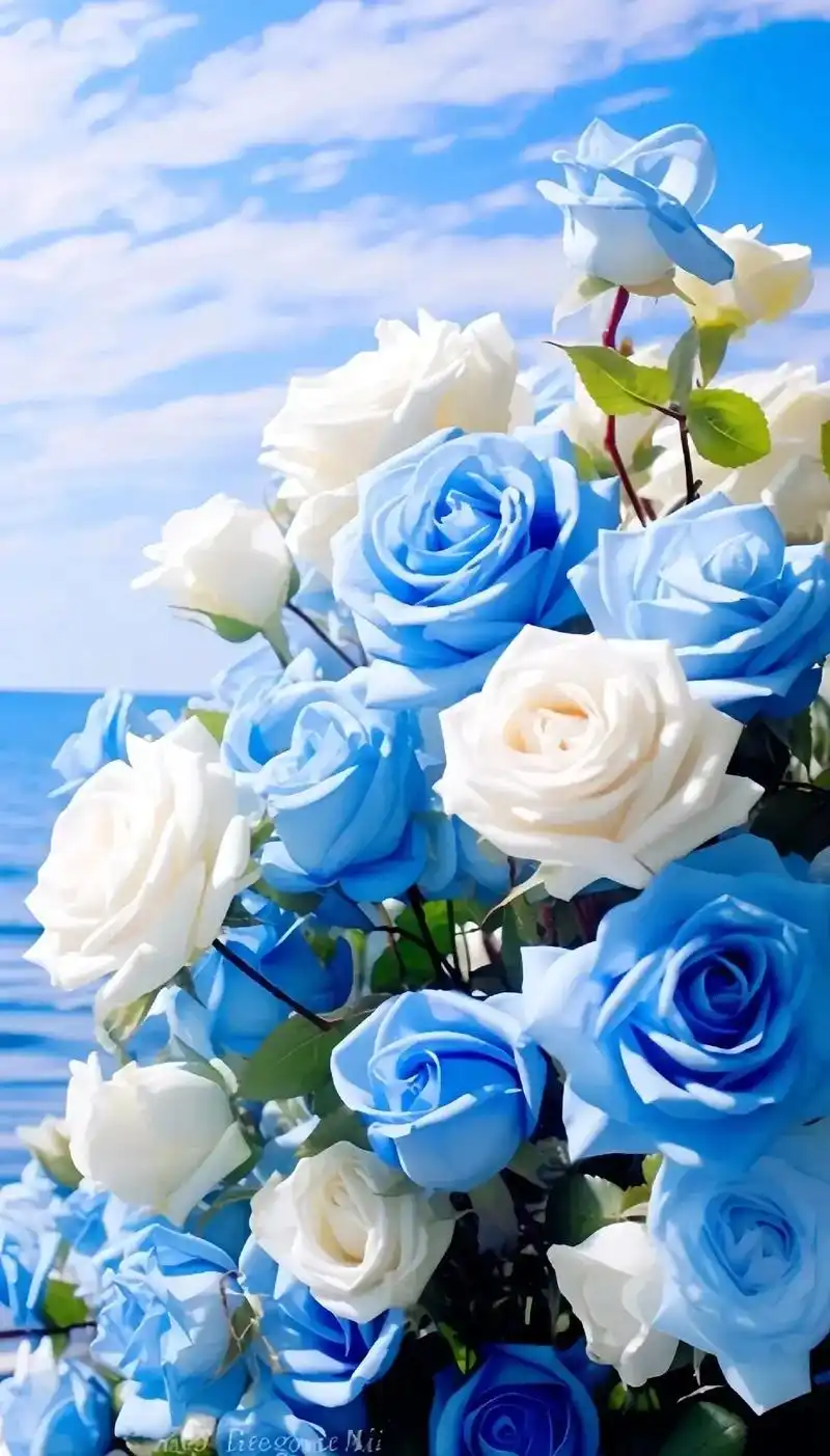 冰蓝色06的玫瑰花95.