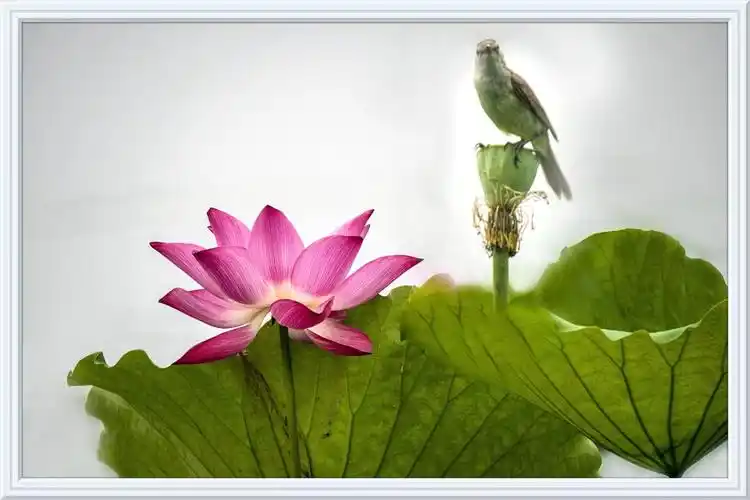 李平荷花摄影作品(上)