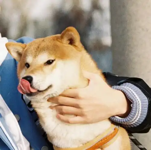 和张真源点亮微博之夜