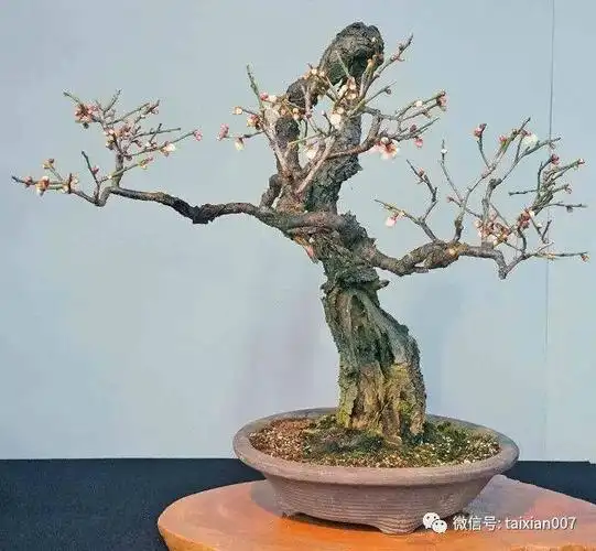 冬天最适合赏梅了极品梅花盆景200款绝对值得一看