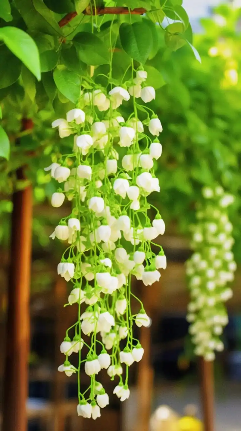 我 真的很想把这么好看的垂丝茉莉花分享给你#垂丝茉莉 #一花 - 抖音