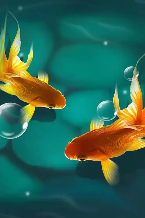 小金鱼壁纸