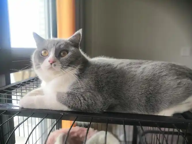 英短蓝白绝育公猫