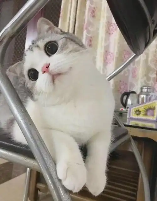 一组猫咪歪头杀图片看完后不由自主地歪脖