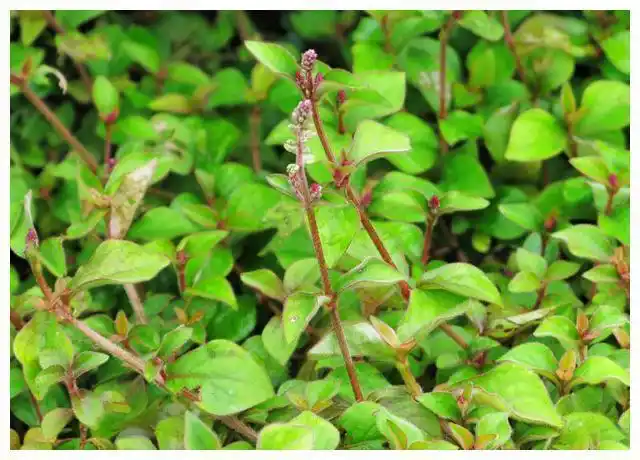 蛇见了就怕,人称"蛇惊慌",是治蛇咬伤良药|野菜|草药|毒蛇|野果_网易