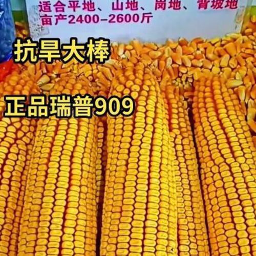 哒琳北北瑞普909玉米种子山西三联紫杆紫叶棒子大黄金粮玉米 瑞普909