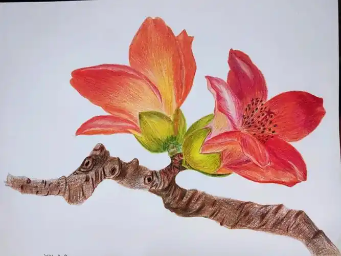 彩铅花卉212木棉花