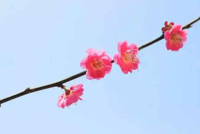 最美诗词丨40首梅花诗词写尽梅花傲雪风骨美的令人心醉