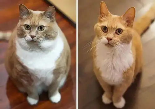 喵星人减肥前后的对比,也太励志了!_https