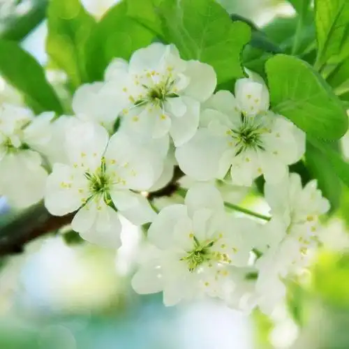 精美头像唯美淡雅-唯美头像-爱聚微信qq空间大杂烩