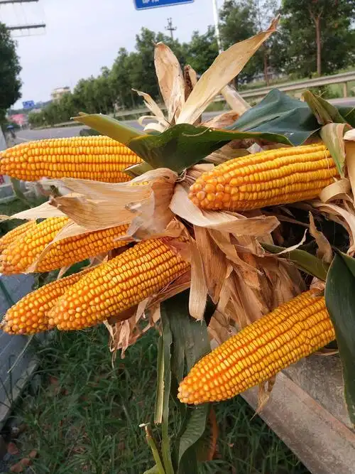 同玉808高产玉米种