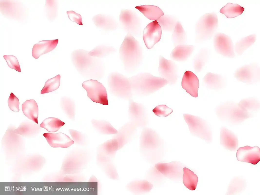 粉红色樱花飞花瓣孤立在白色矢量背景.