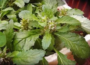 龙胆草的功效与作用及禁忌脾胃虚弱及阳虚无火者禁服龙胆草